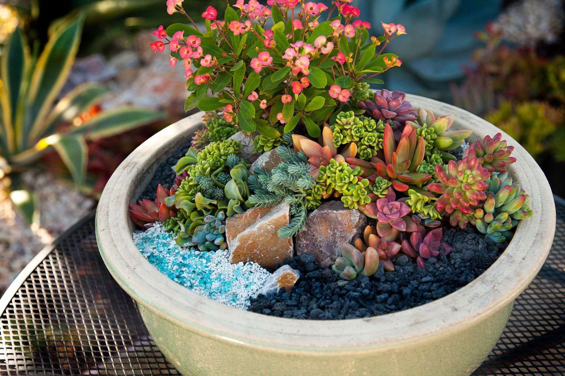 11-fascinating-facts-about-succulent-gardening