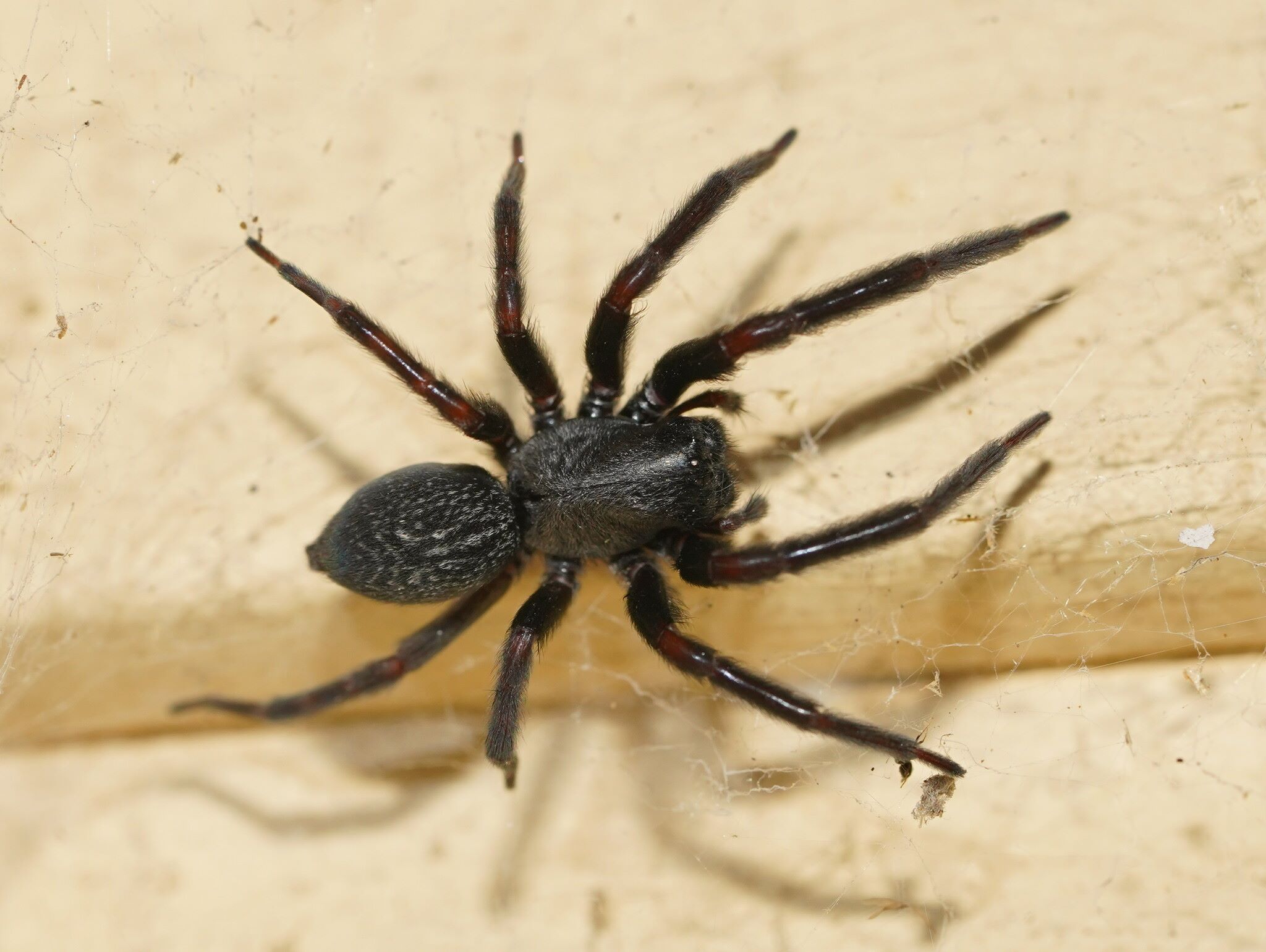 11-intriguing-facts-about-black-house-spider