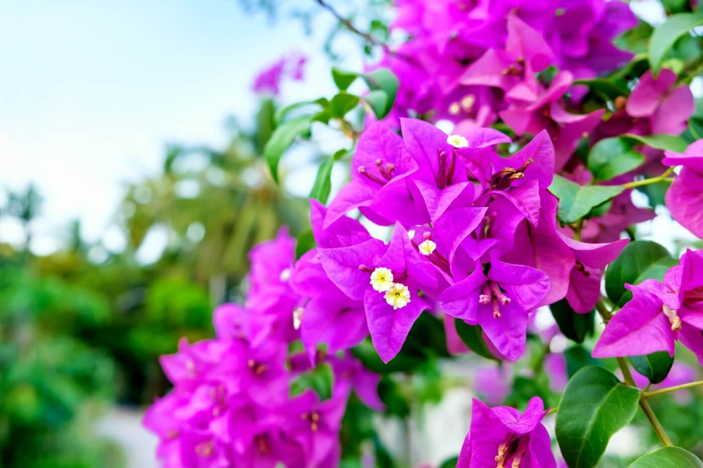 11-intriguing-facts-about-bougainvillea