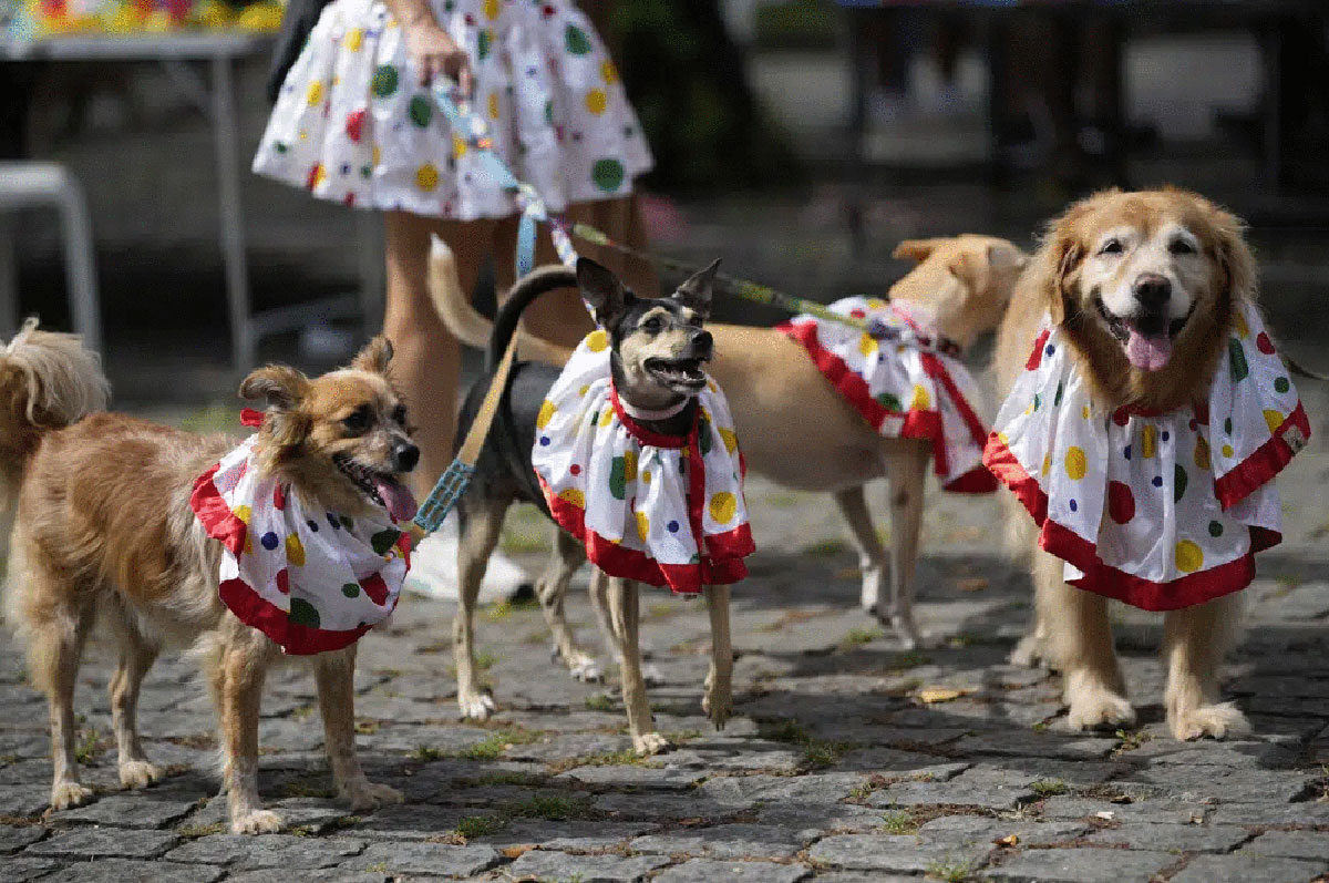 11-intriguing-facts-about-canine-costume-carnival