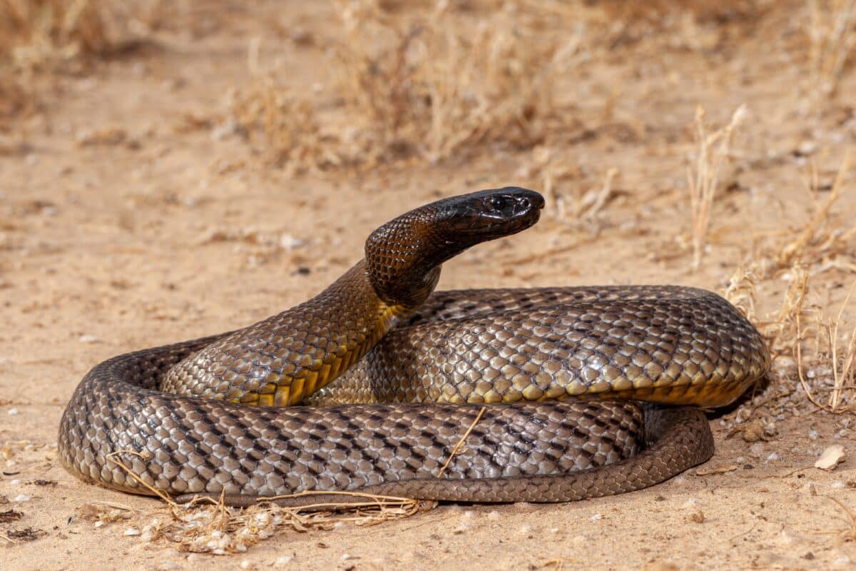 11-intriguing-facts-about-inland-taipan