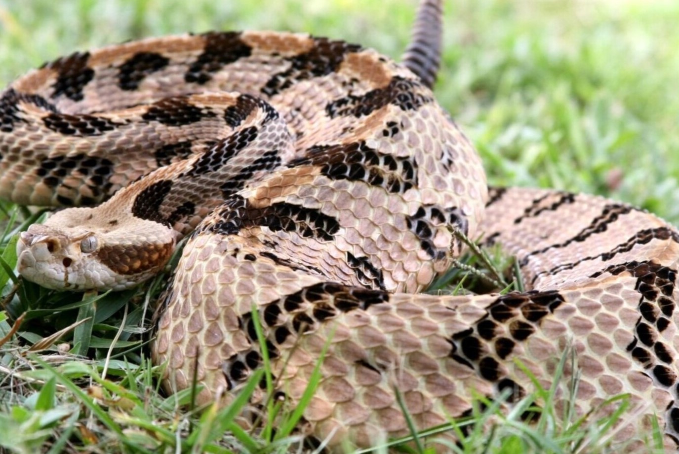 11-mind-blowing-facts-about-canebrake-rattlesnake