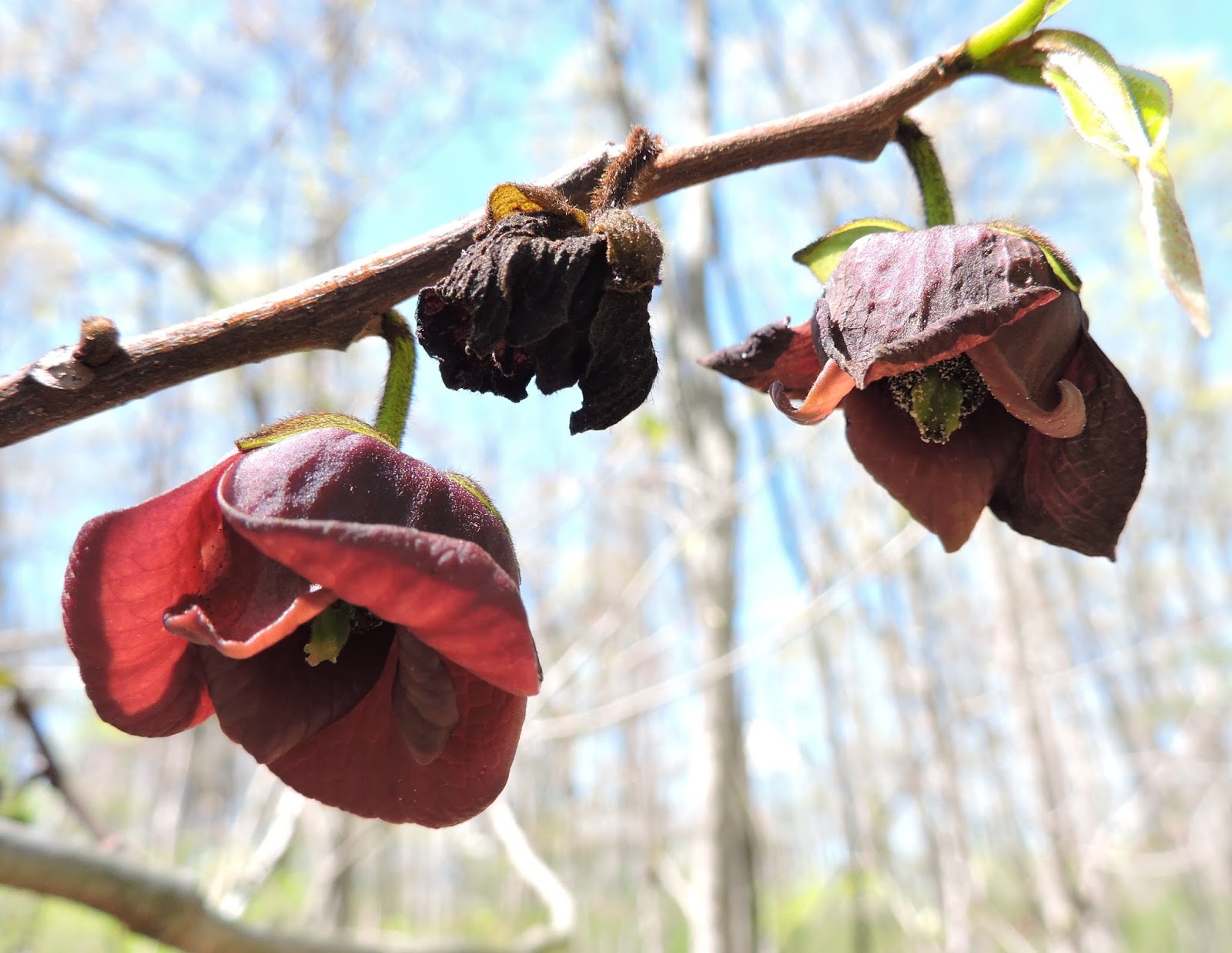 11-mind-blowing-facts-about-pawpaw