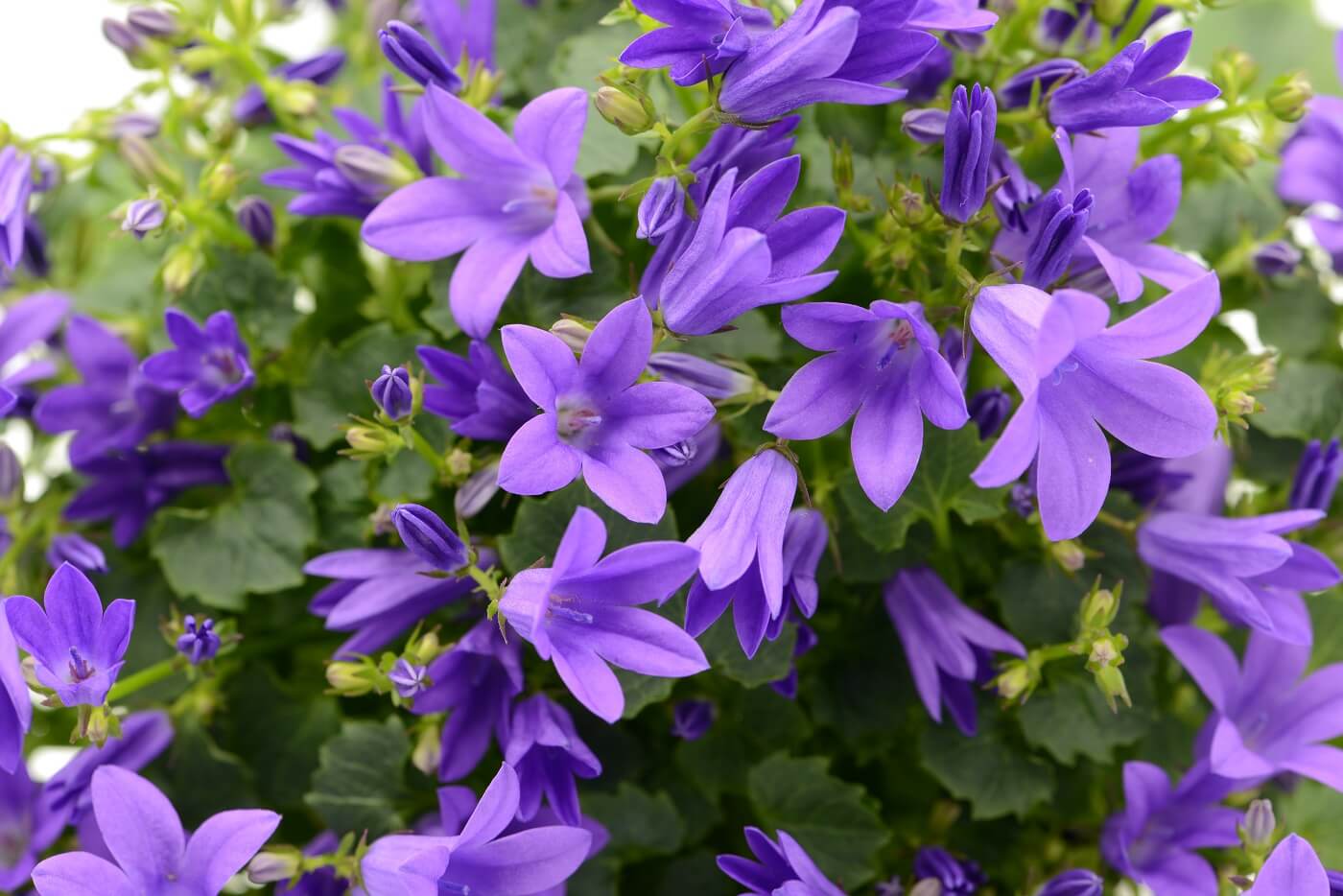 11-surprising-facts-about-bellflower