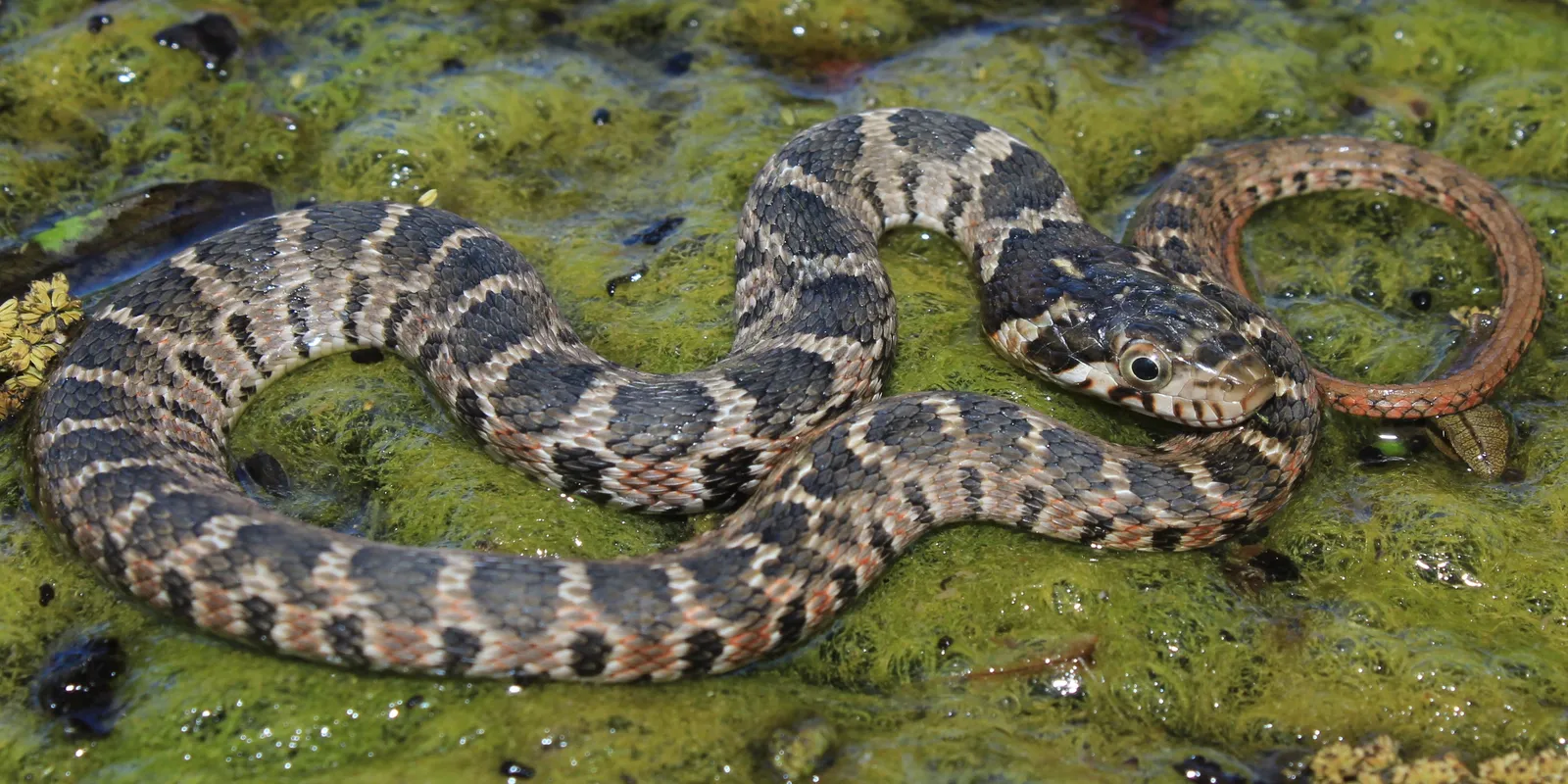 11-surprising-facts-about-blotched-water-snake