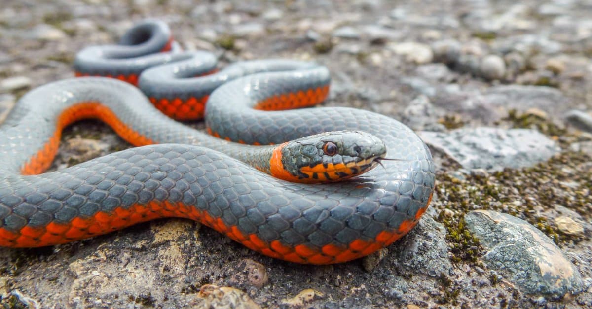 11-surprising-facts-about-ring-necked-snake