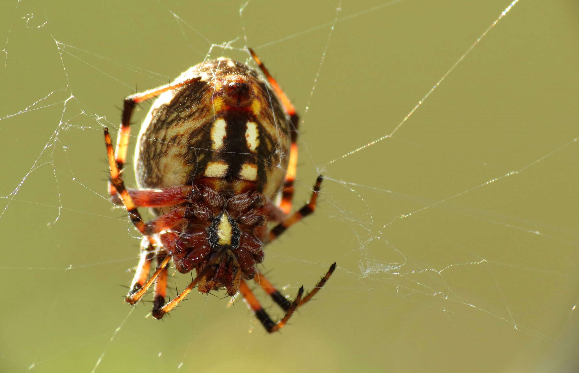 11-surprising-facts-about-spotted-orbweaver