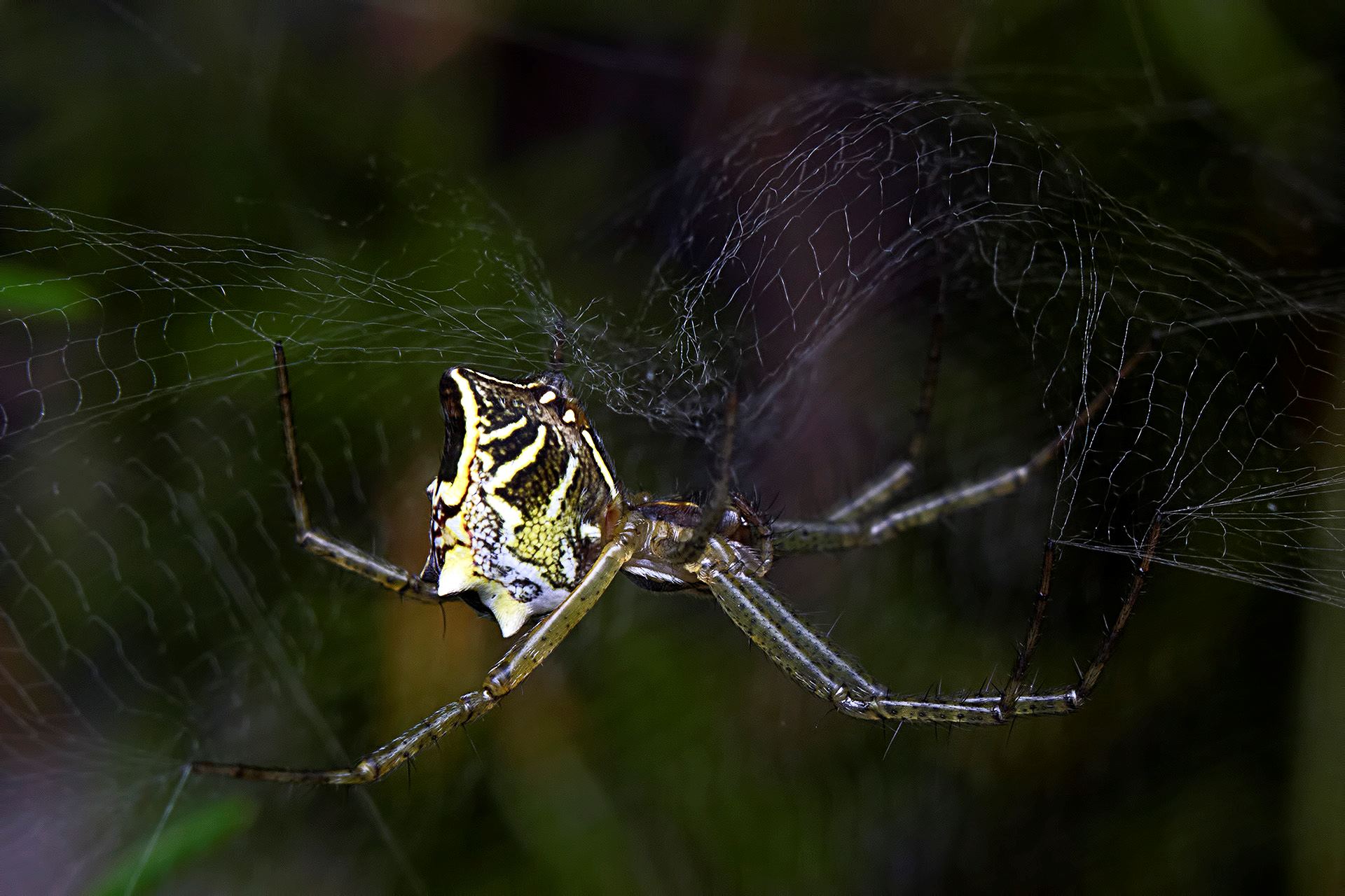11-surprising-facts-about-tent-spider