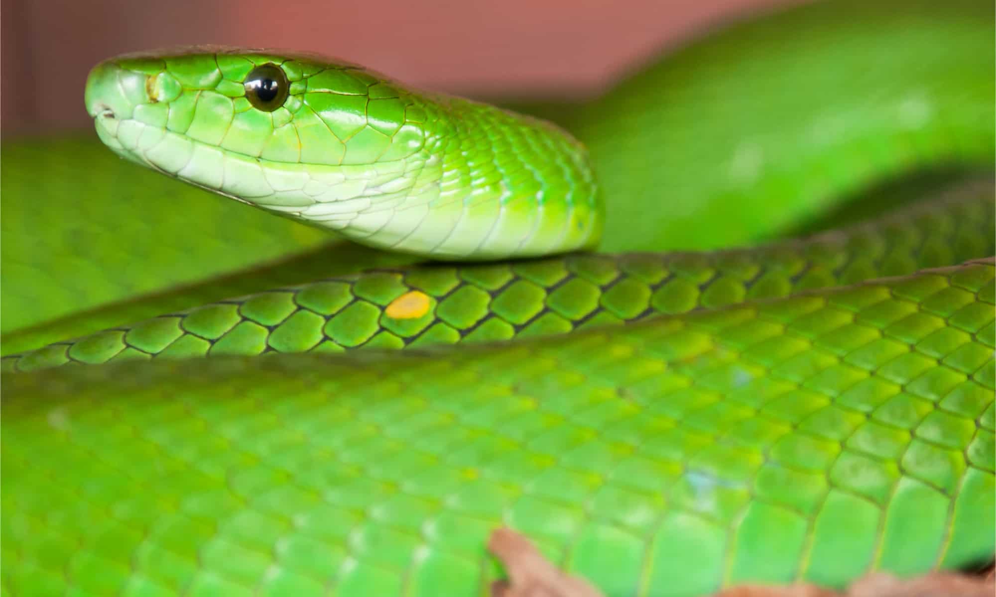 Слушать про змею. Зеленая мамба. Зеленая змея Липецк. Зеленая змея Астрахань. Зеленая змея Сургут.