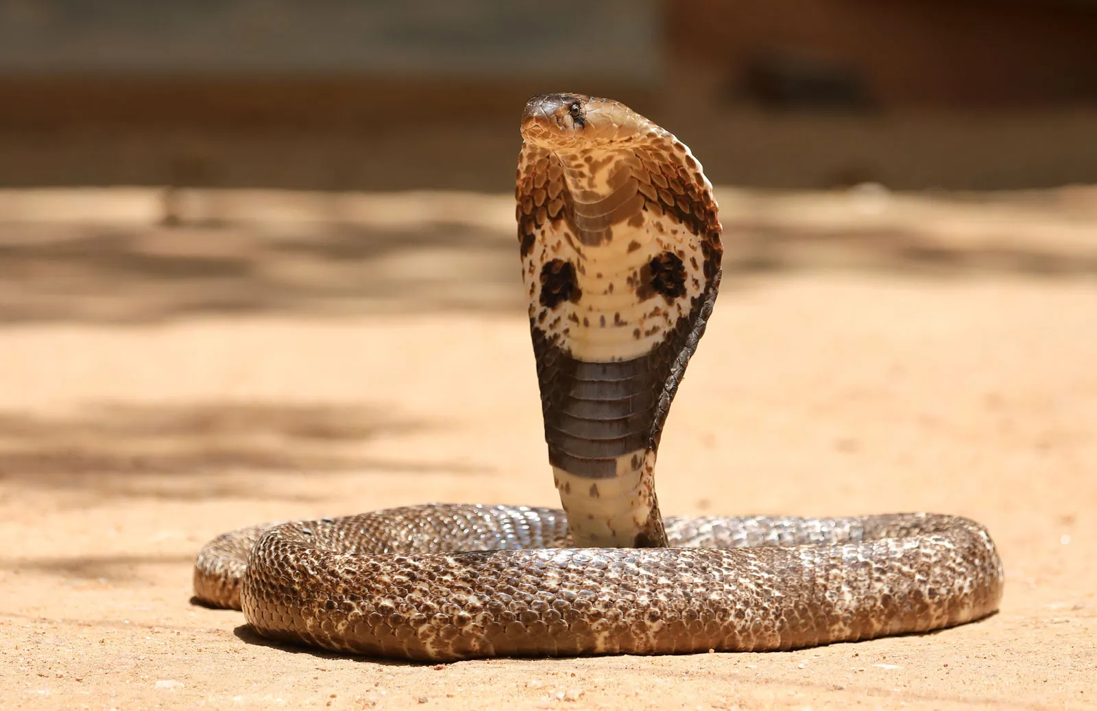 12-astonishing-facts-about-indian-cobra