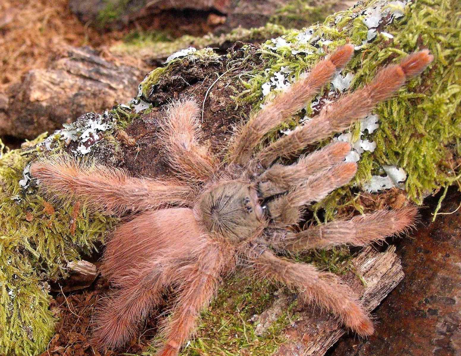 12-astonishing-facts-about-orange-tree-spider