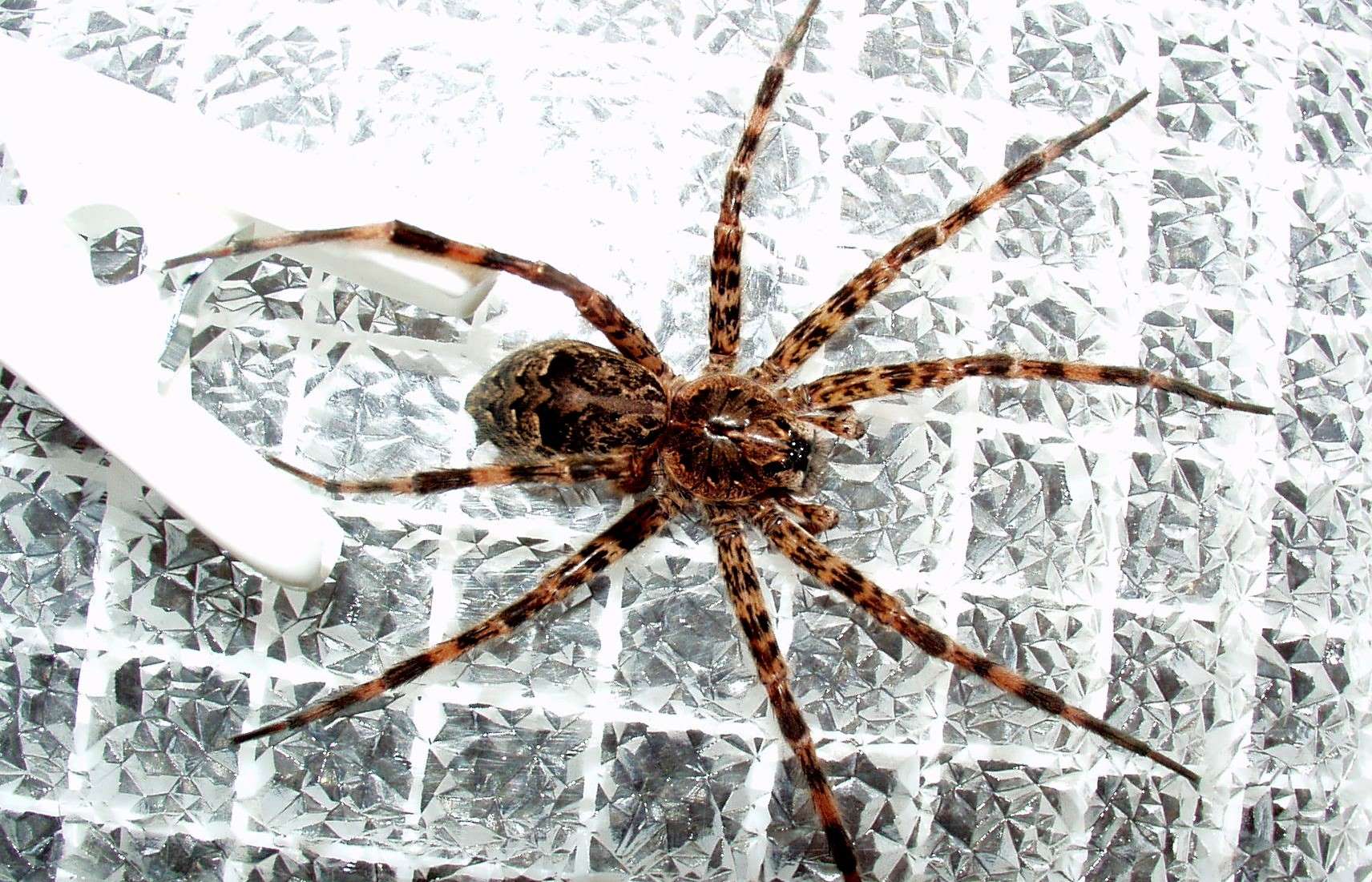 12 Astonishing Facts About Striped Fishing Spider 