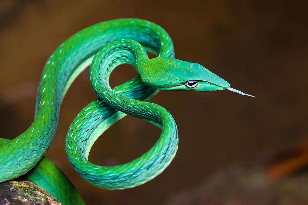 12-astounding-facts-about-asian-vine-snake