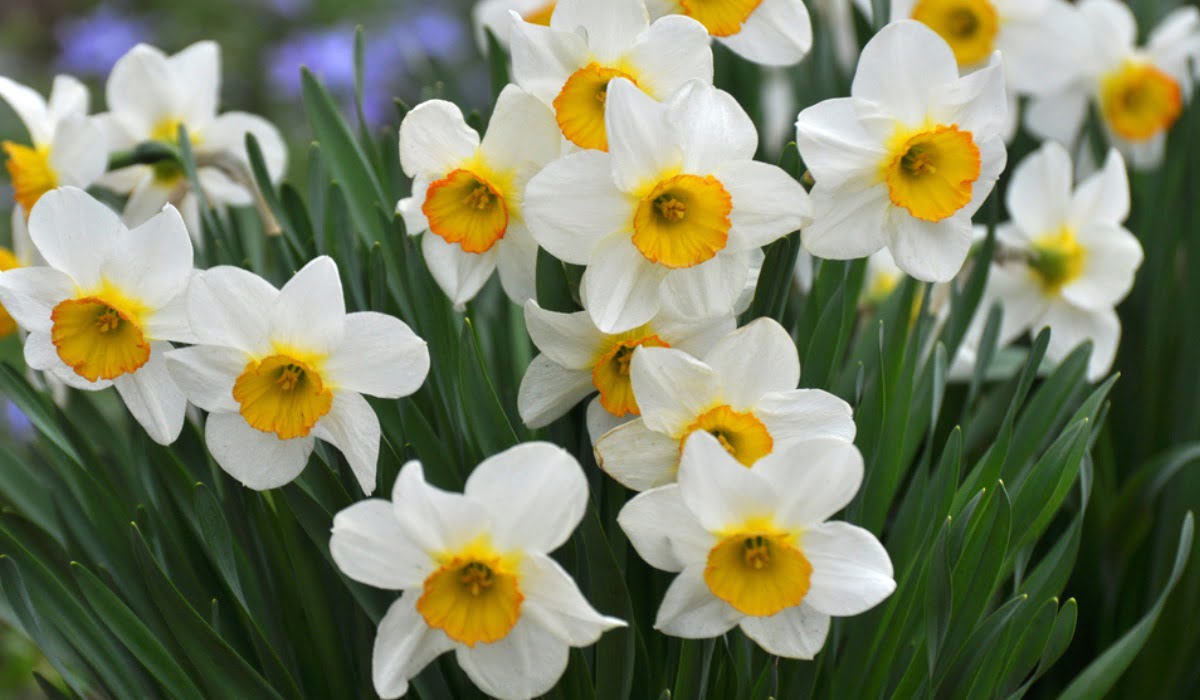 12-astounding-facts-about-narcissus
