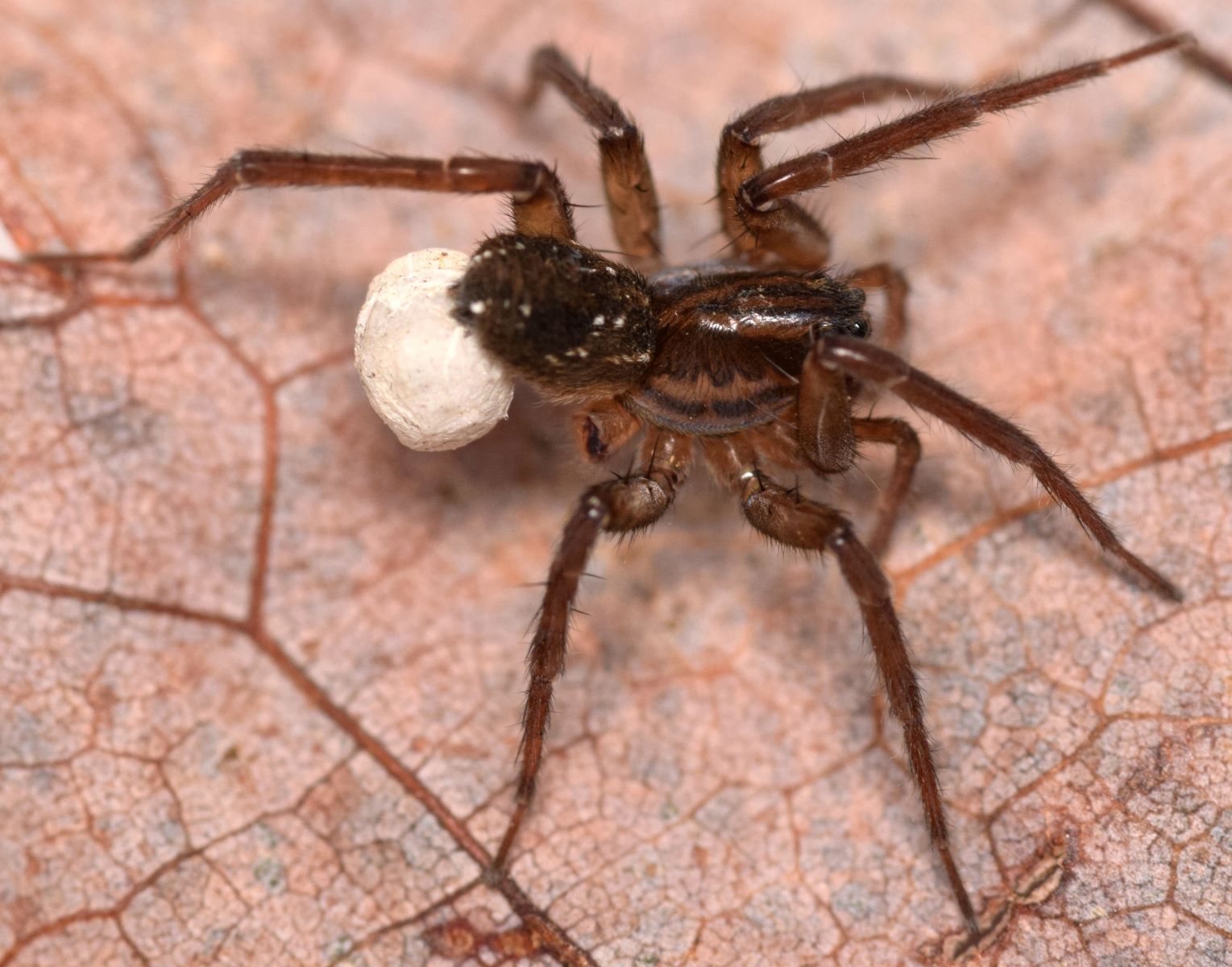 12-astounding-facts-about-pirate-wolf-spider