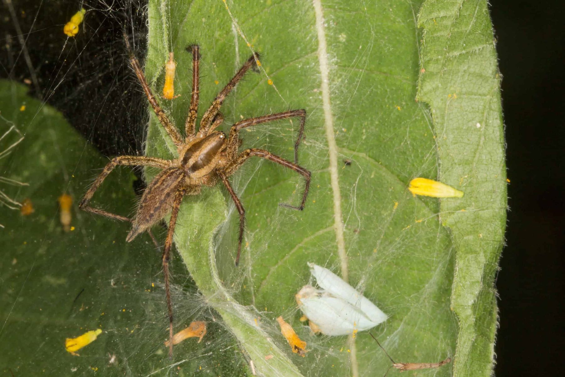12-captivating-facts-about-grass-spider