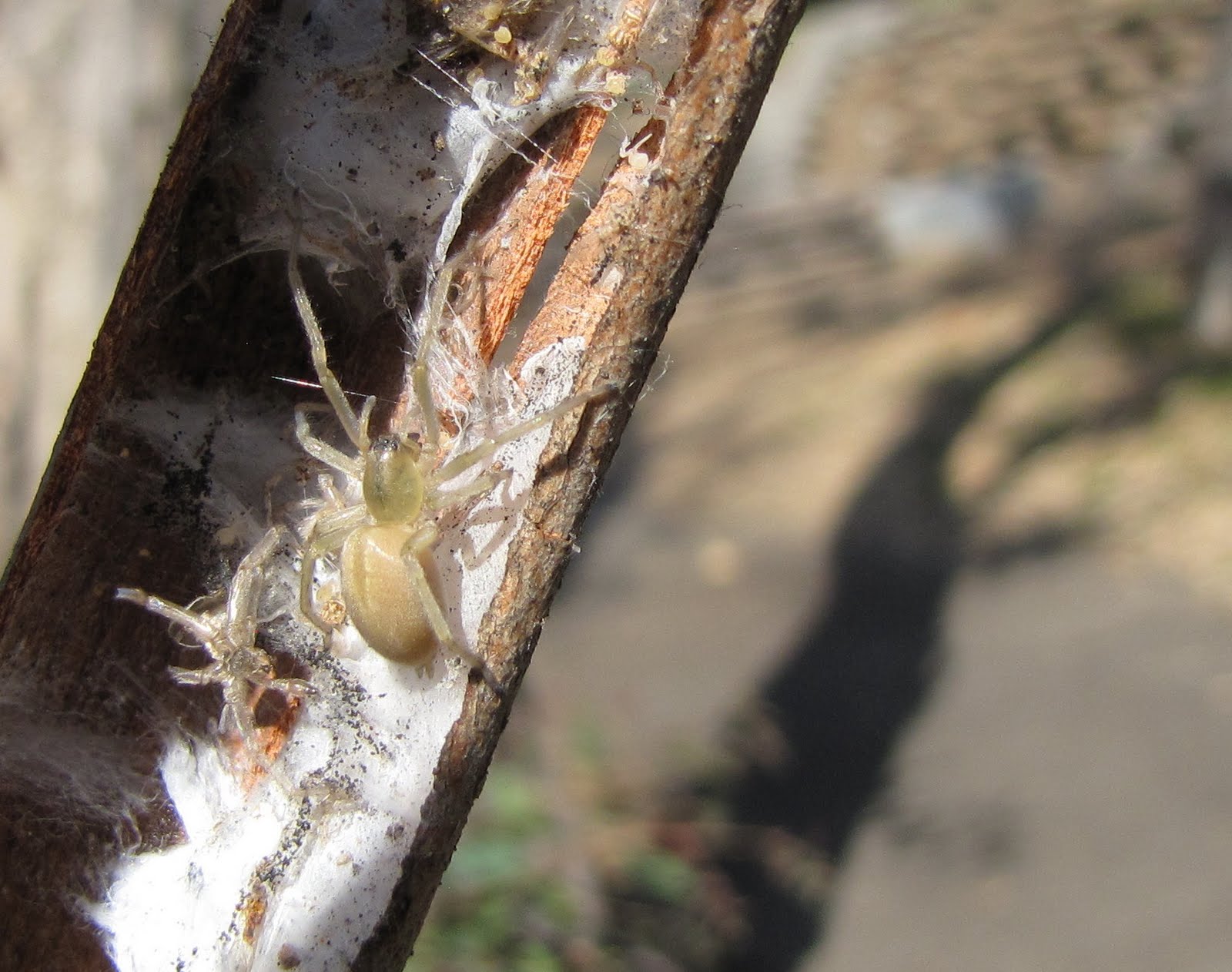 12-captivating-facts-about-long-legged-sac-spider