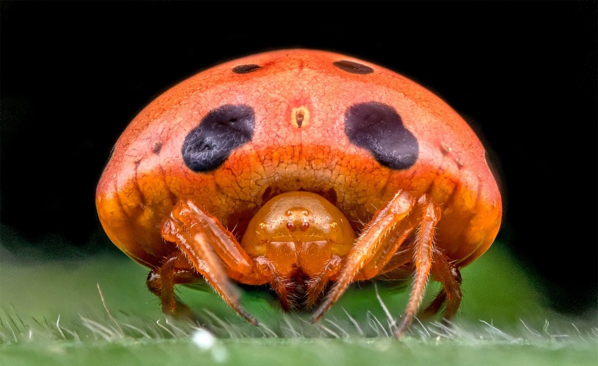 12-enigmatic-facts-about-ladybird-mimic-spider