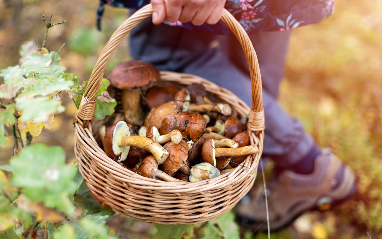 12-enigmatic-facts-about-mushroom-hunting