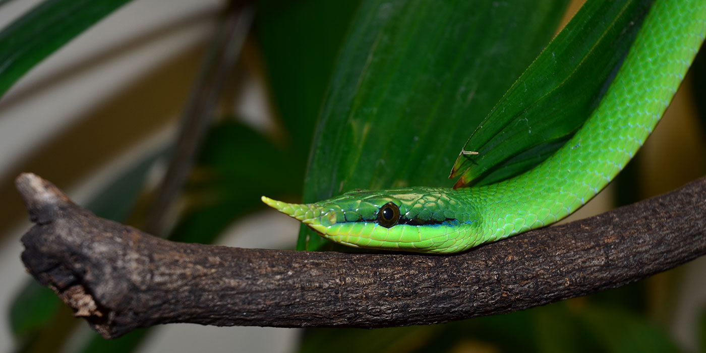 12-enigmatic-facts-about-vietnamese-long-nosed-snake