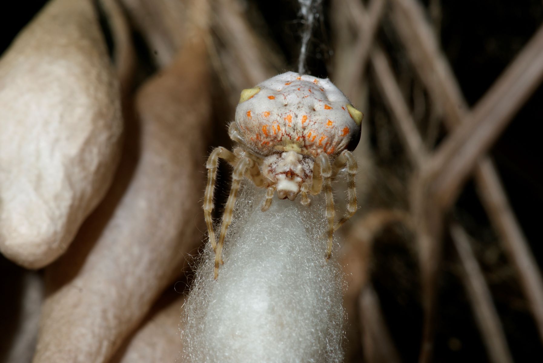 12-extraordinary-facts-about-bolas-spider