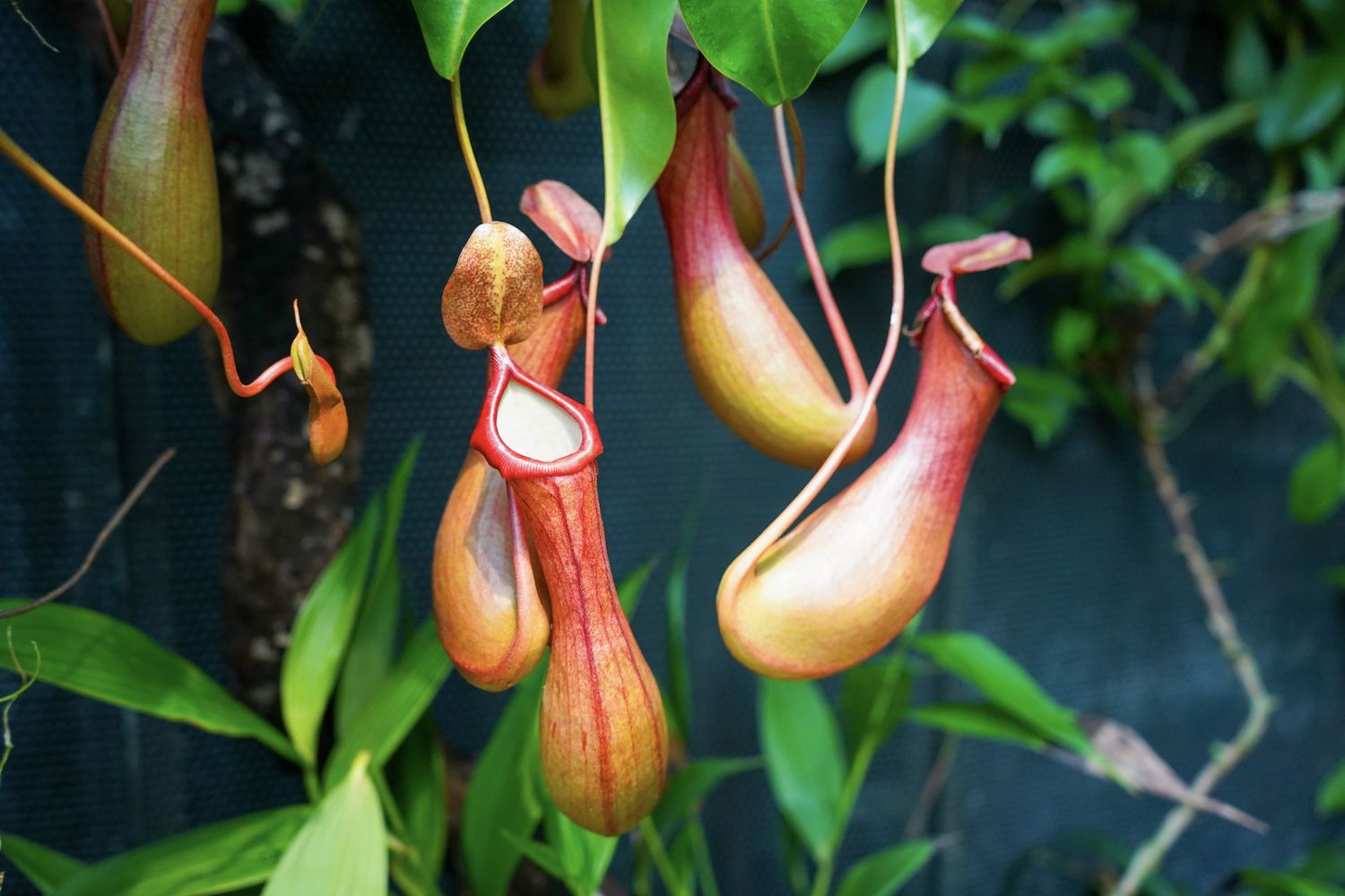 12-extraordinary-facts-about-pitcher-plant