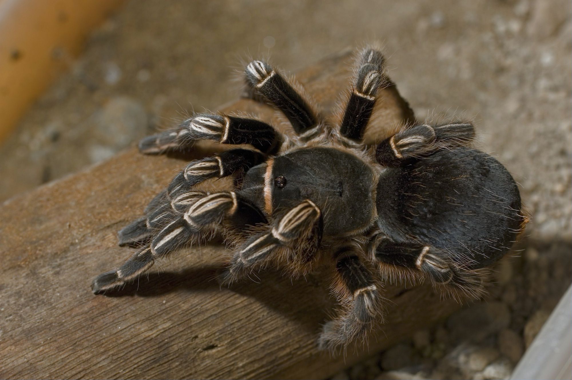 12-fascinating-facts-about-costa-rican-zebra-tarantula