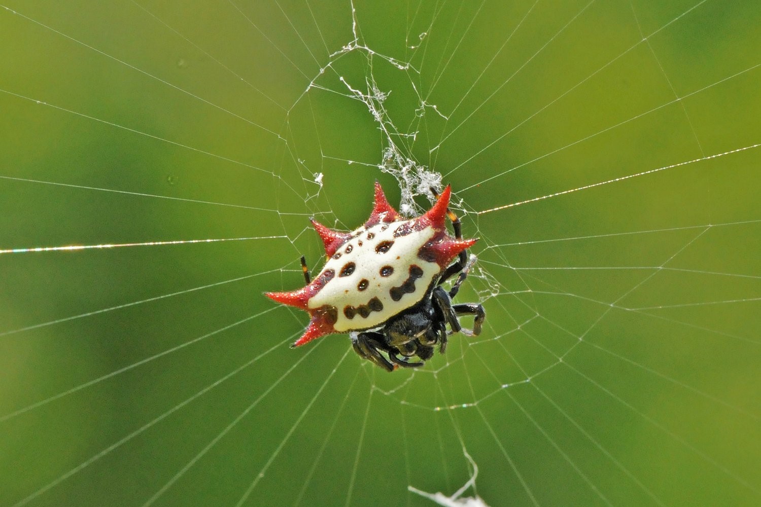 12-fascinating-facts-about-spiny-orbweaver
