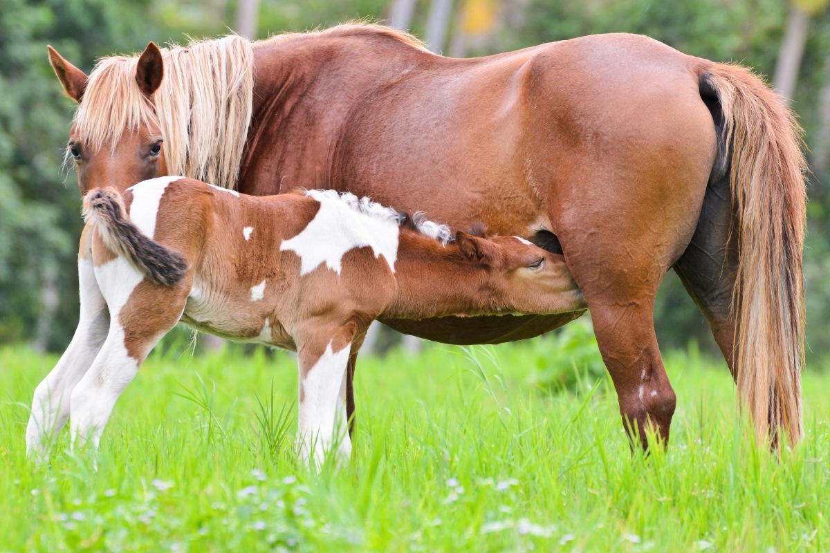 12-intriguing-facts-about-horse-breeding
