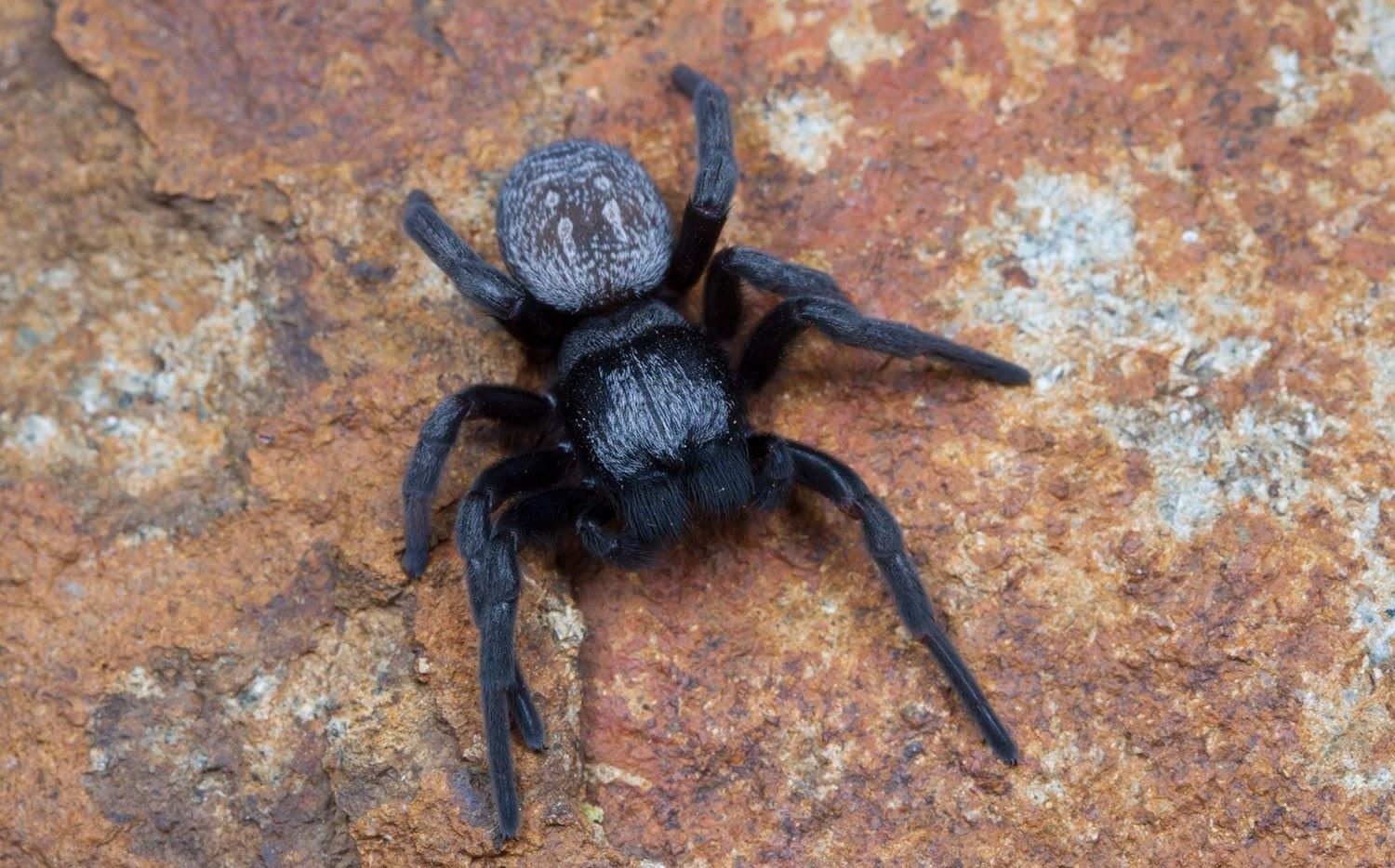 12-intriguing-facts-about-velvet-tarantula