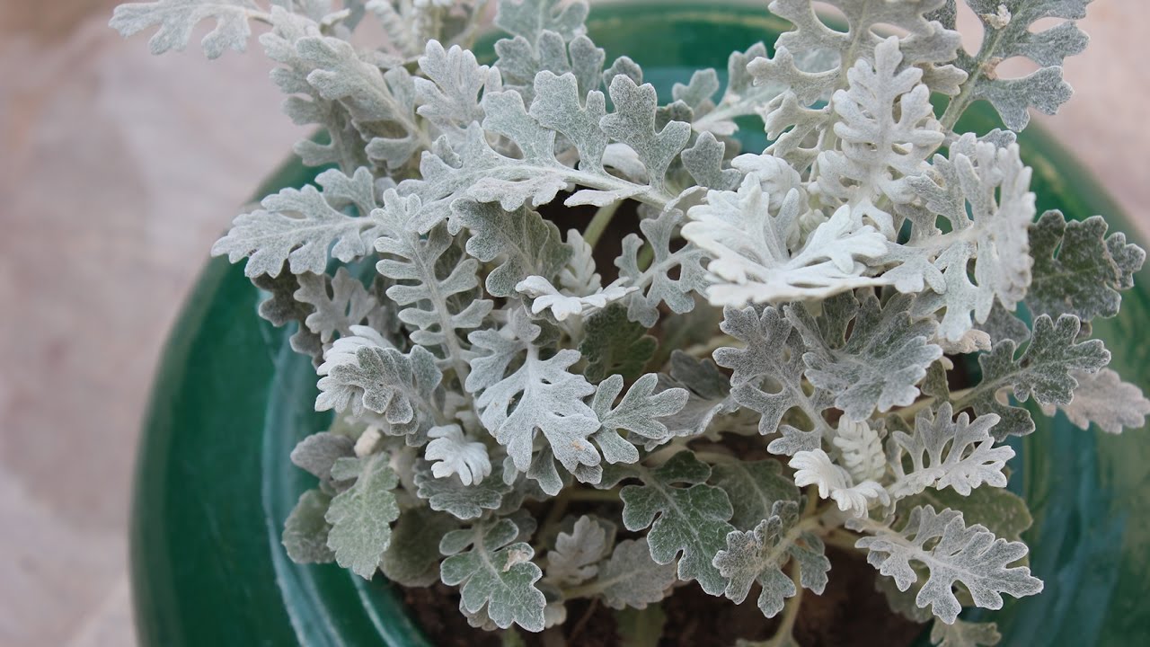 12-mind-blowing-facts-about-dusty-miller