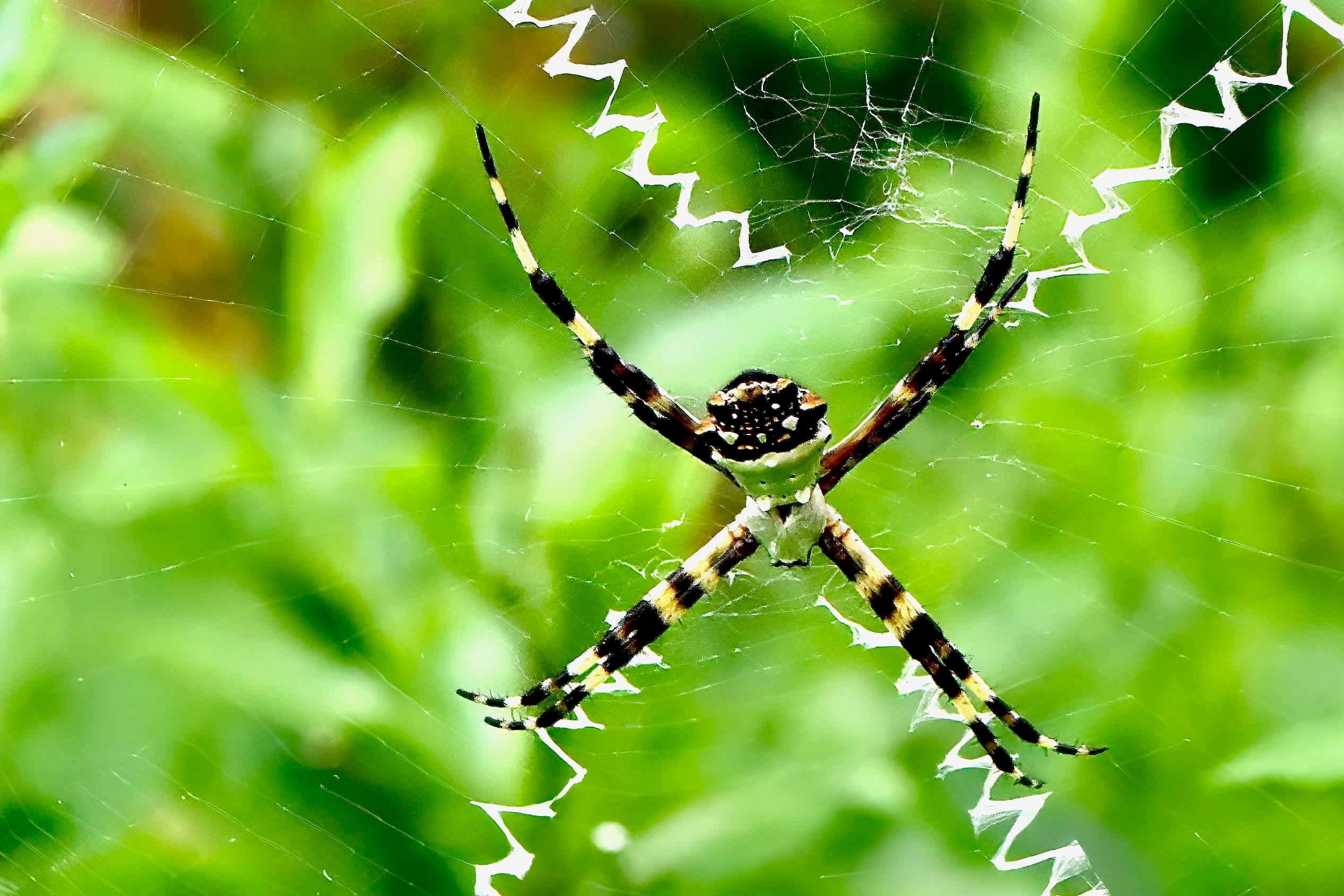 12-mind-blowing-facts-about-silver-argiope
