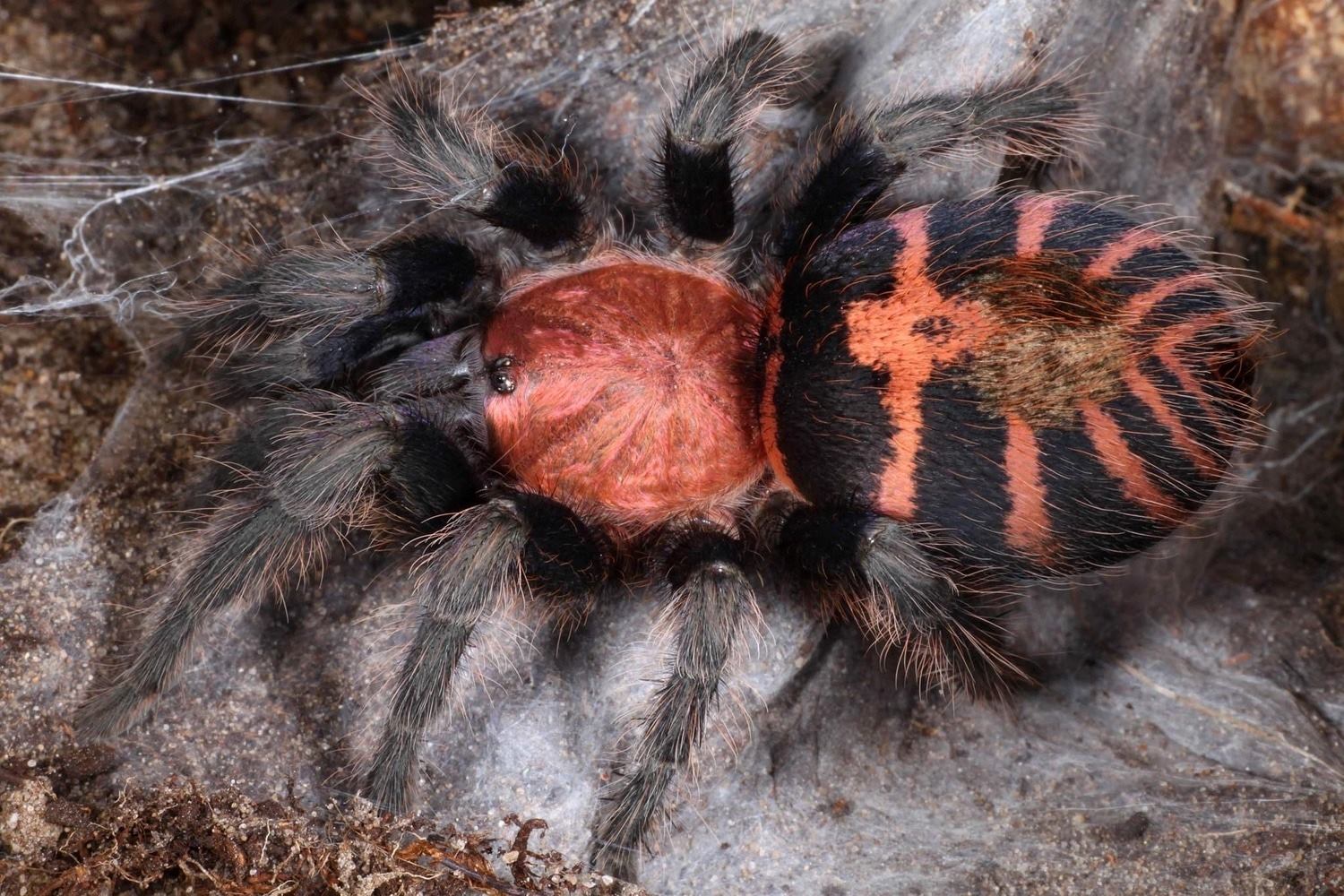 12-mind-blowing-facts-about-tiger-rump-tarantula