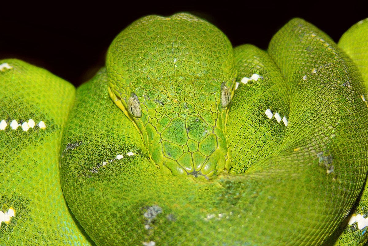 12-surprising-facts-about-emerald-tree-boa