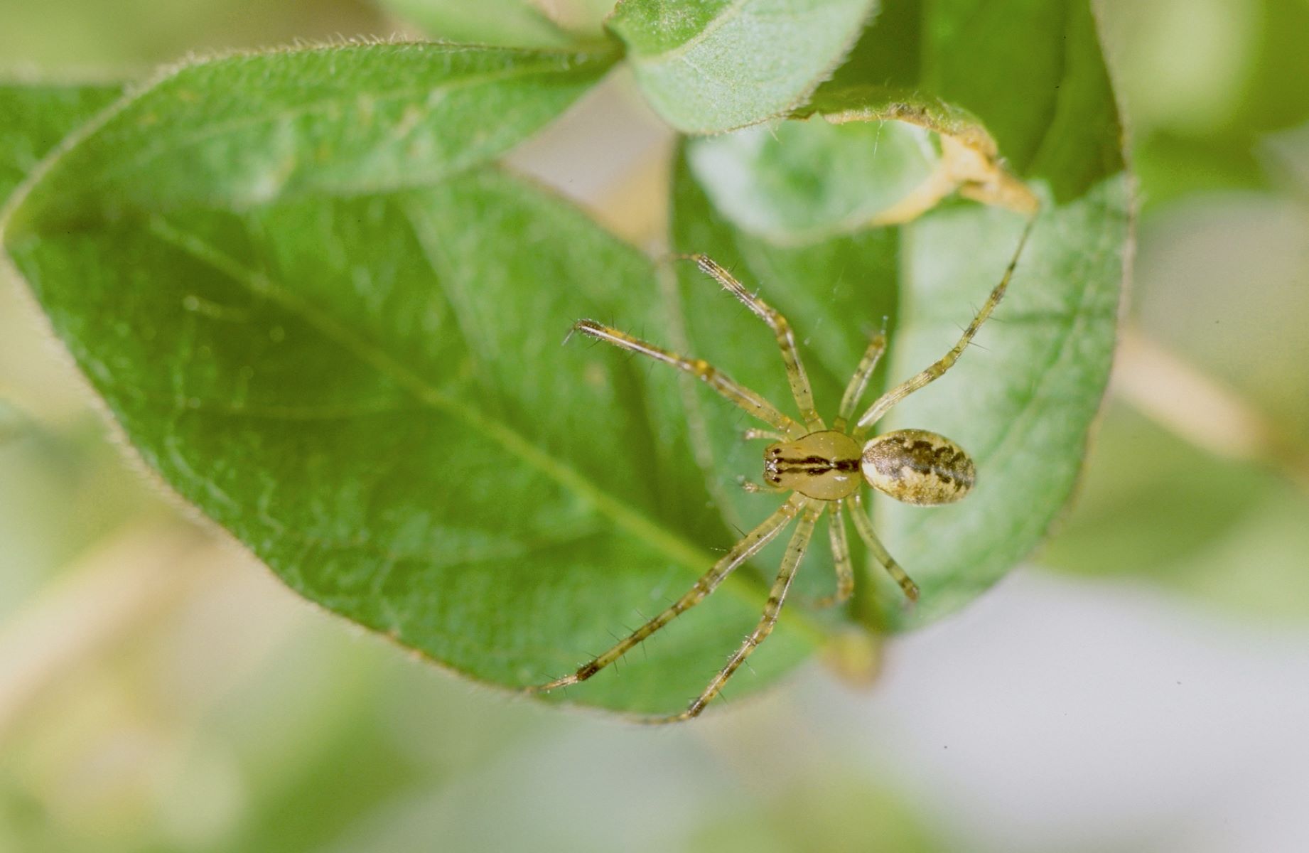 12-surprising-facts-about-sheetweaver-spider