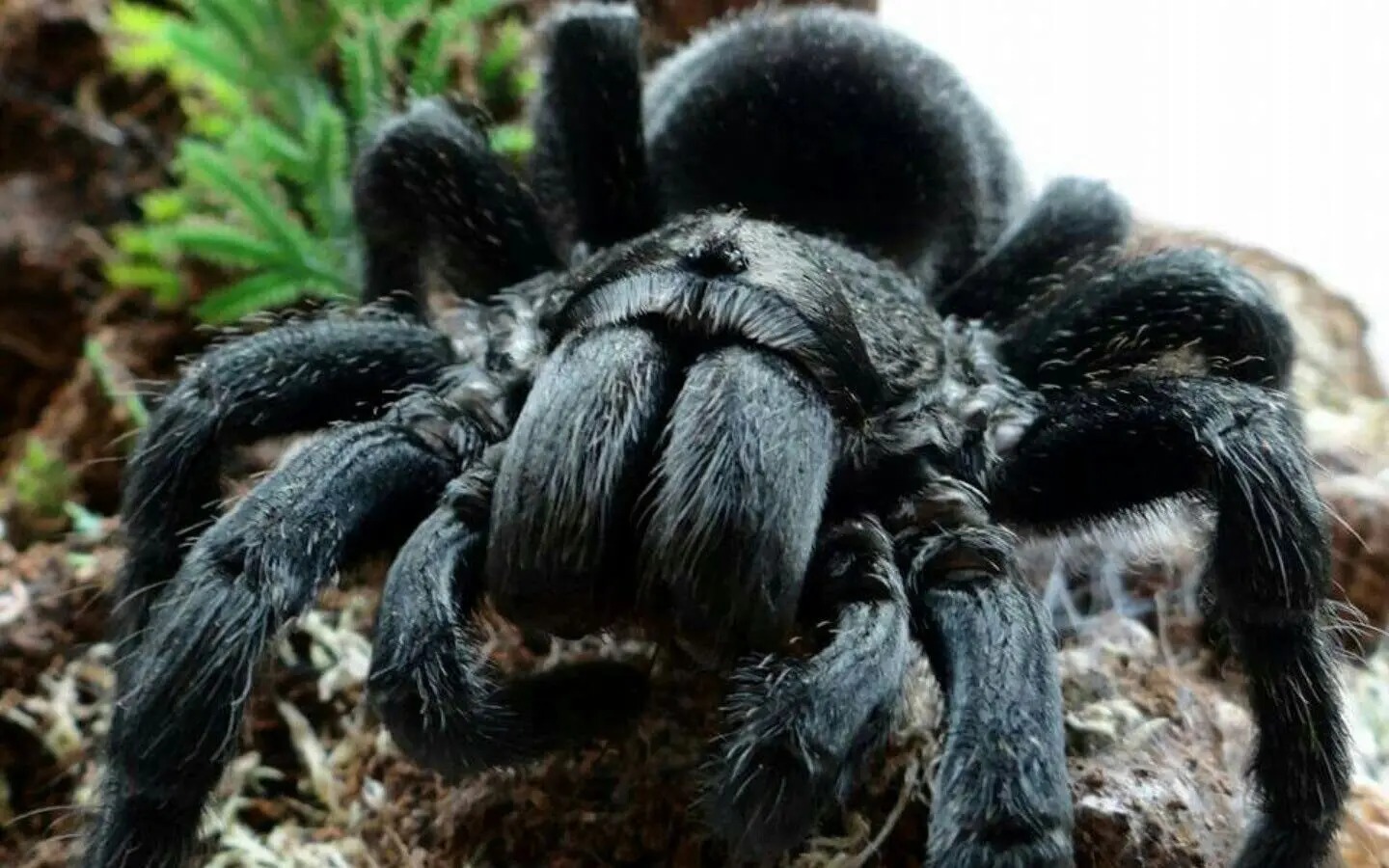 13-astonishing-facts-about-brazilian-black-tarantula