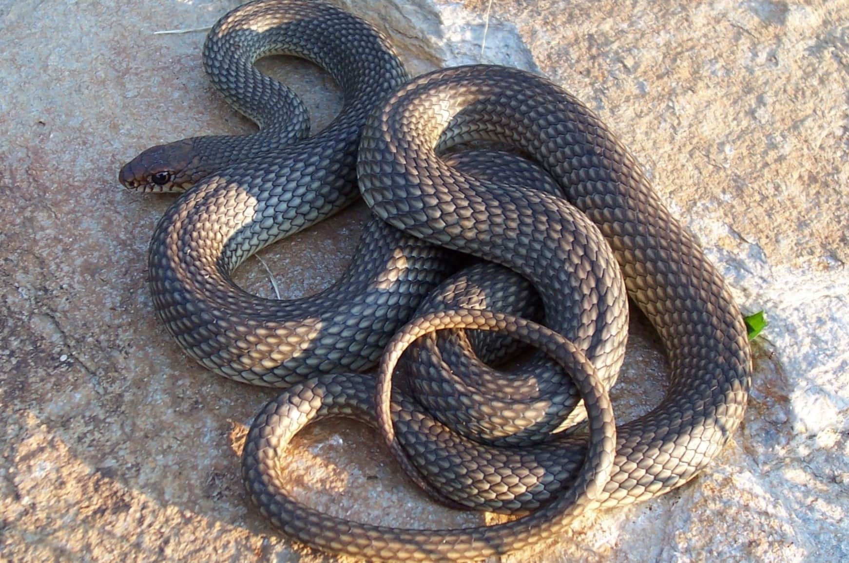 13 Astonishing Facts About Caspian Whip Snake - Facts.net