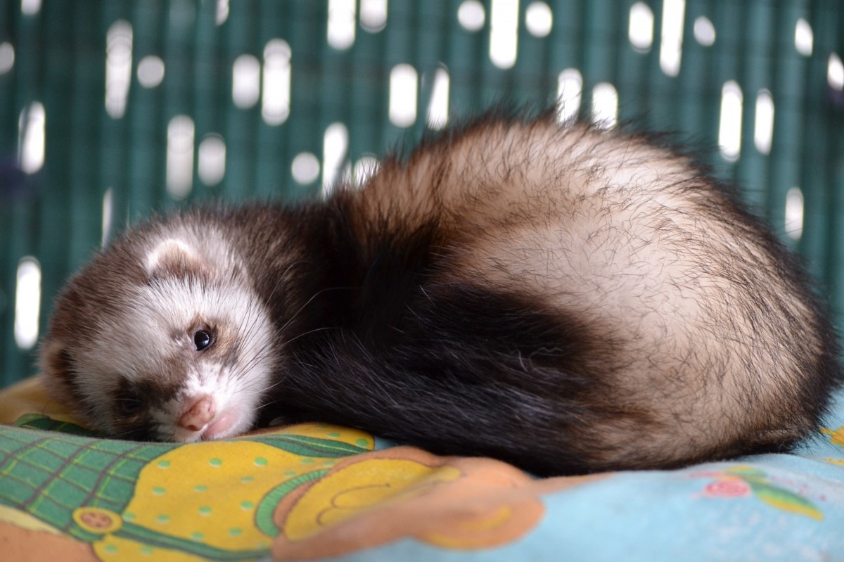 13-astonishing-facts-about-ferret-keeping