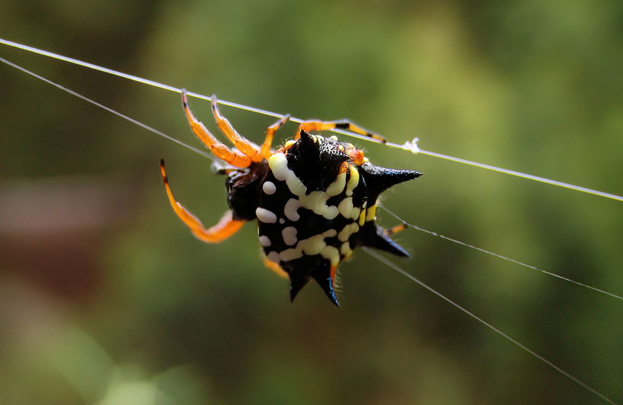 13-astonishing-facts-about-jewelled-spider