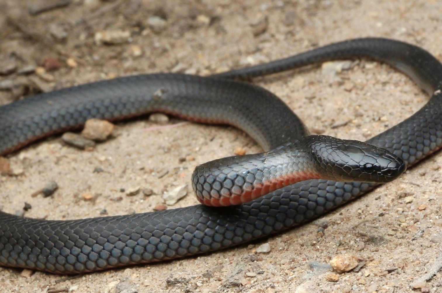 13-astounding-facts-about-eastern-small-eyed-snake