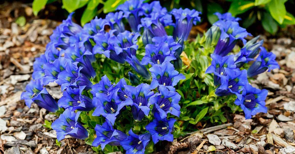13-astounding-facts-about-gentian
