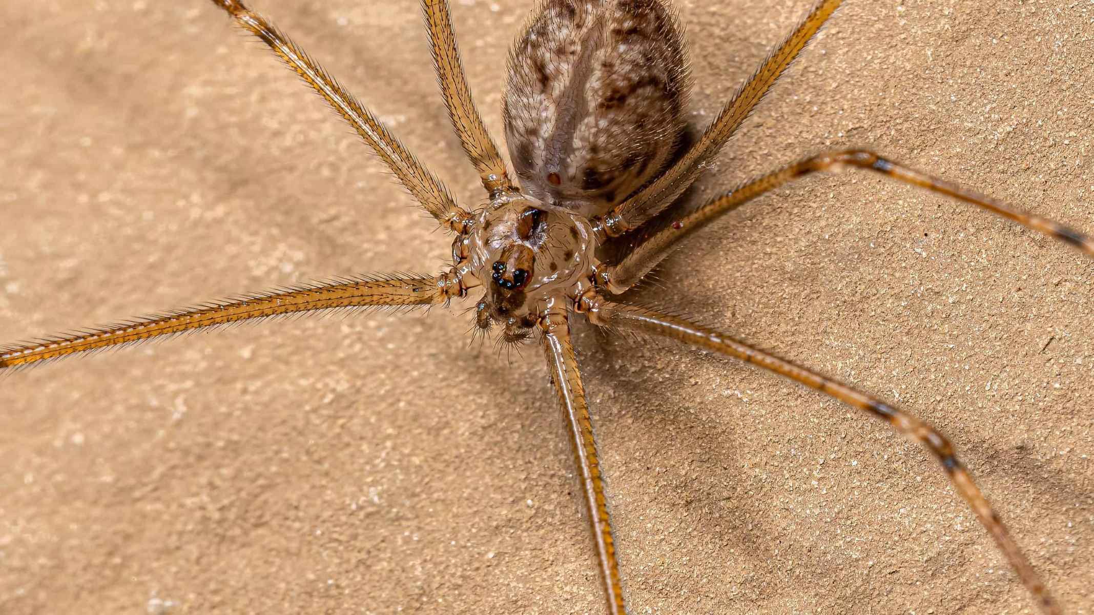 13-astounding-facts-about-giant-daddy-long-legs