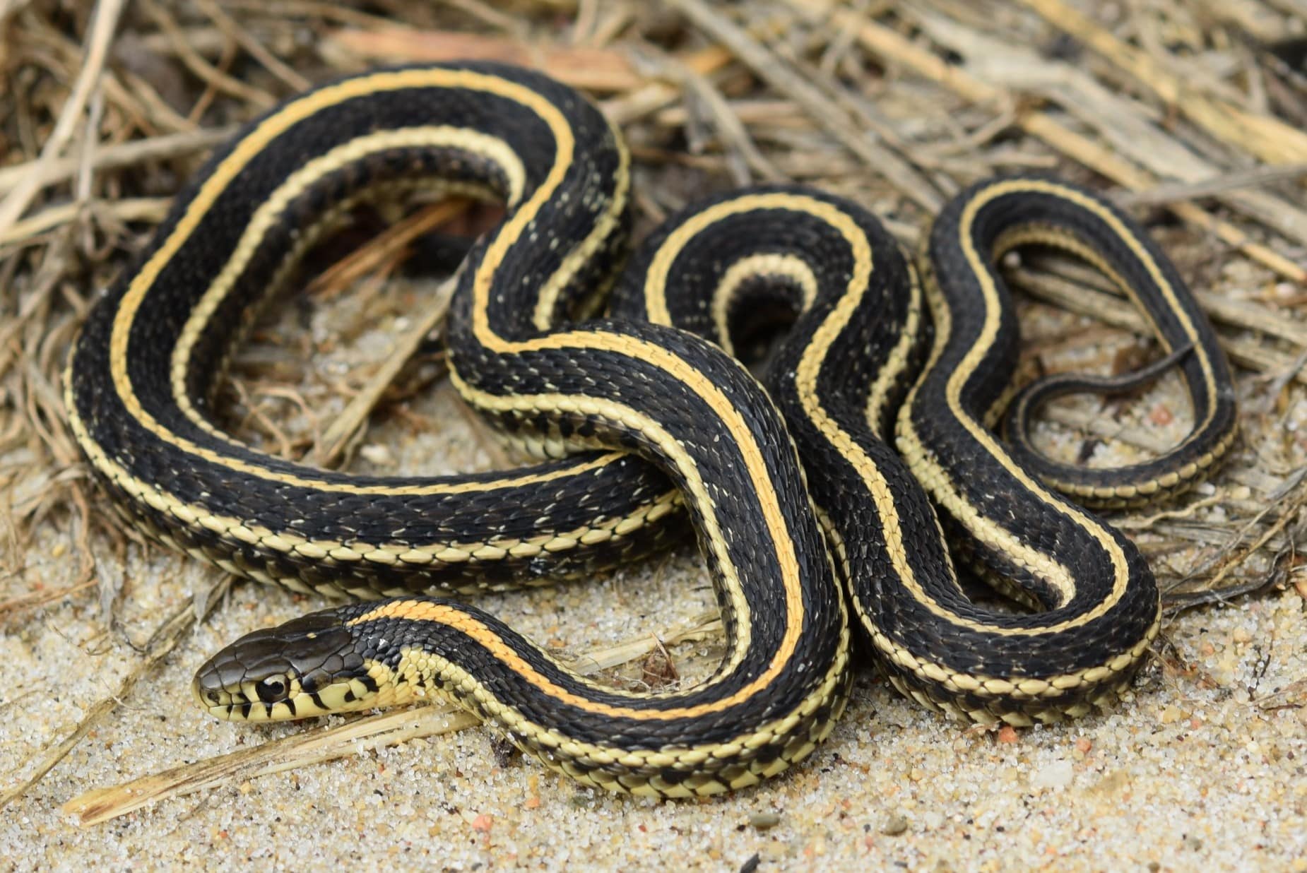 13-captivating-facts-about-plains-garter-snake