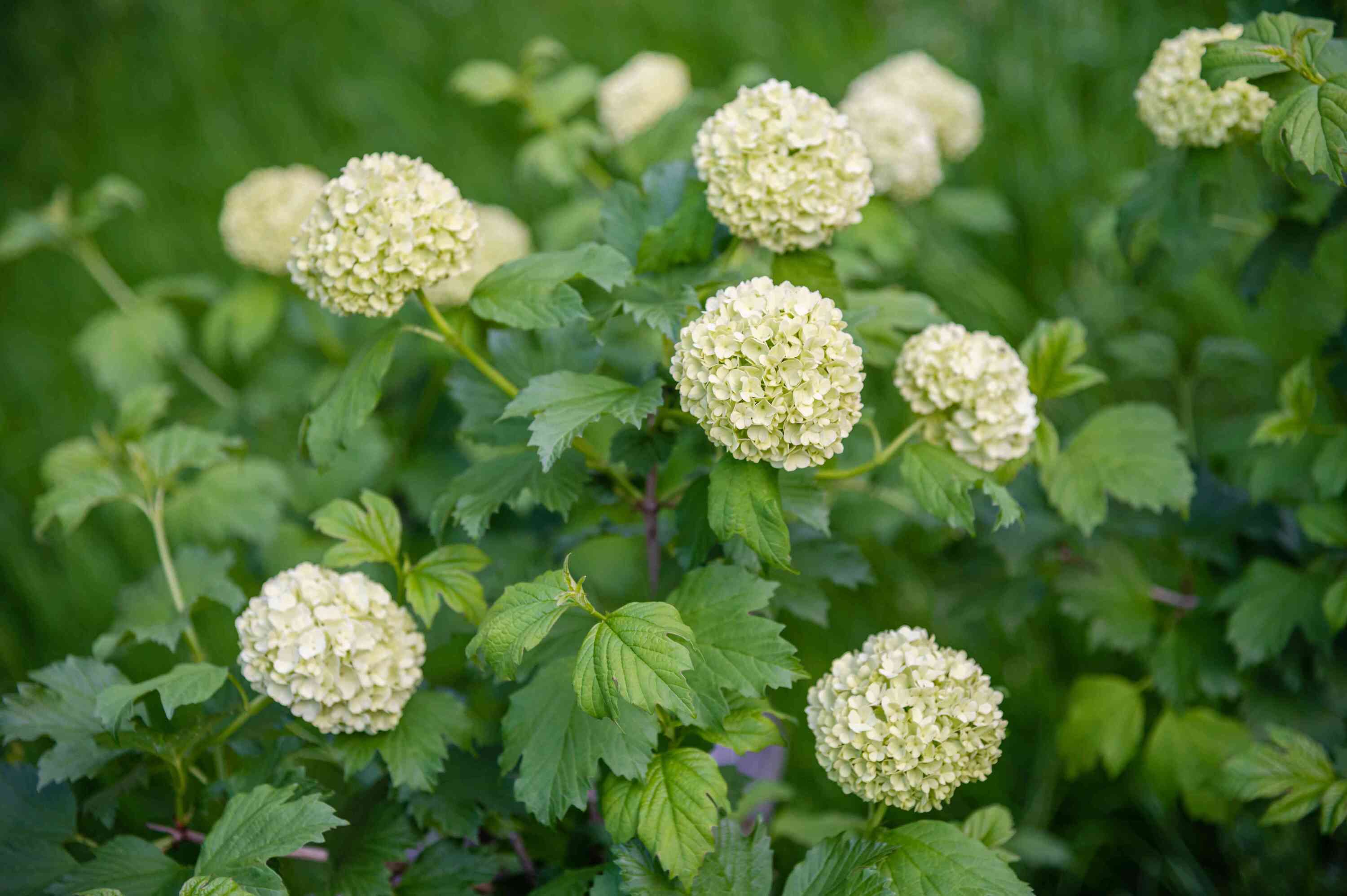 13-captivating-facts-about-snowball-bush