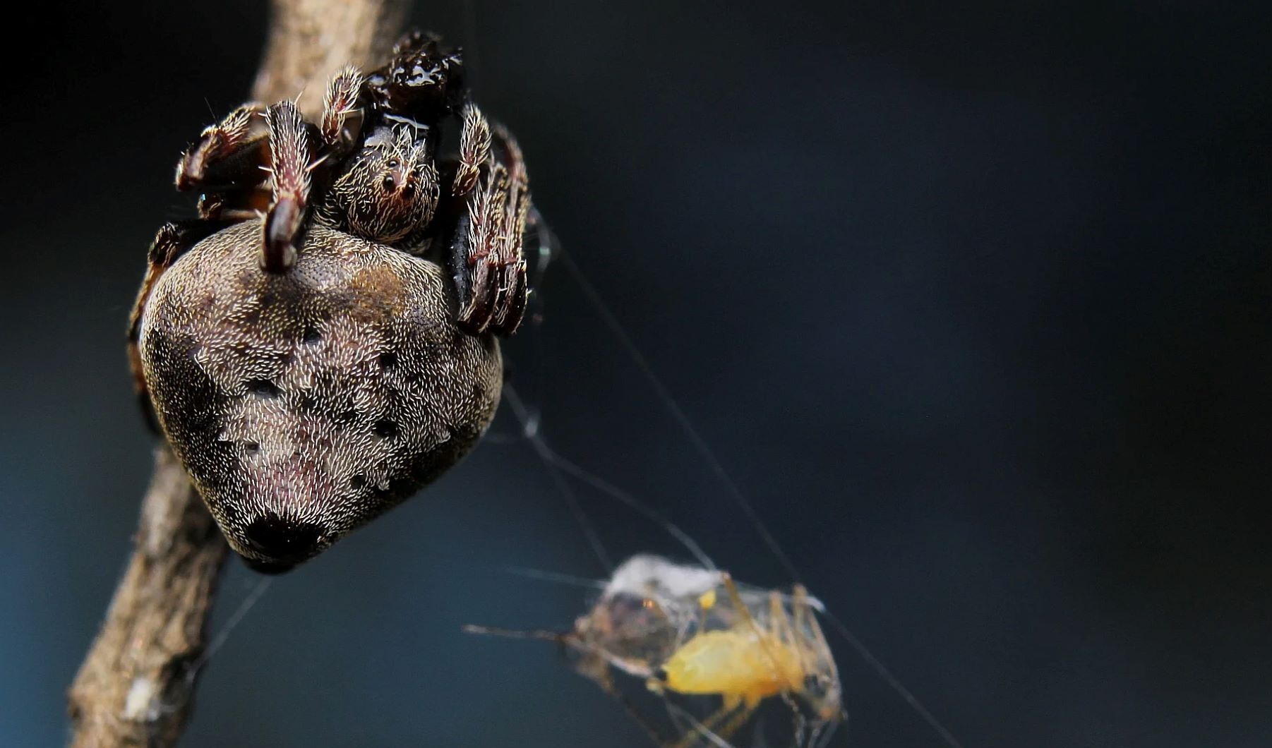 13-enigmatic-facts-about-tailed-orbweaver