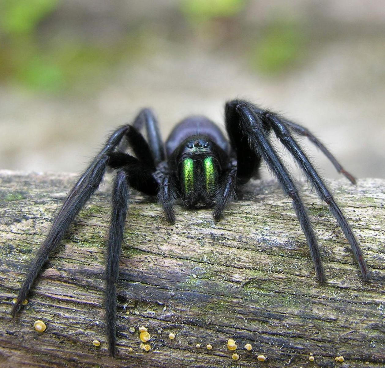 13-enigmatic-facts-about-tube-web-spider