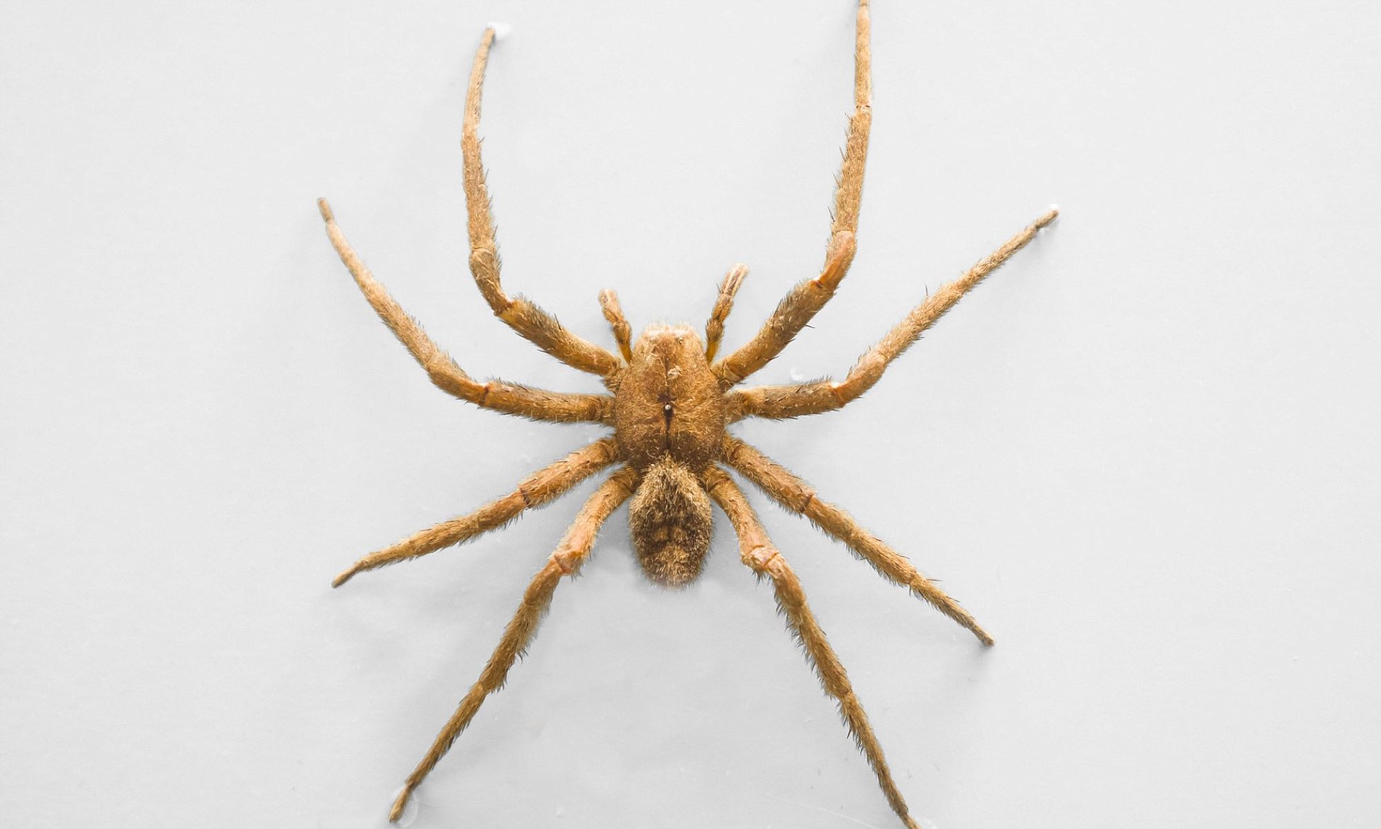 13-enigmatic-facts-about-wandering-spider