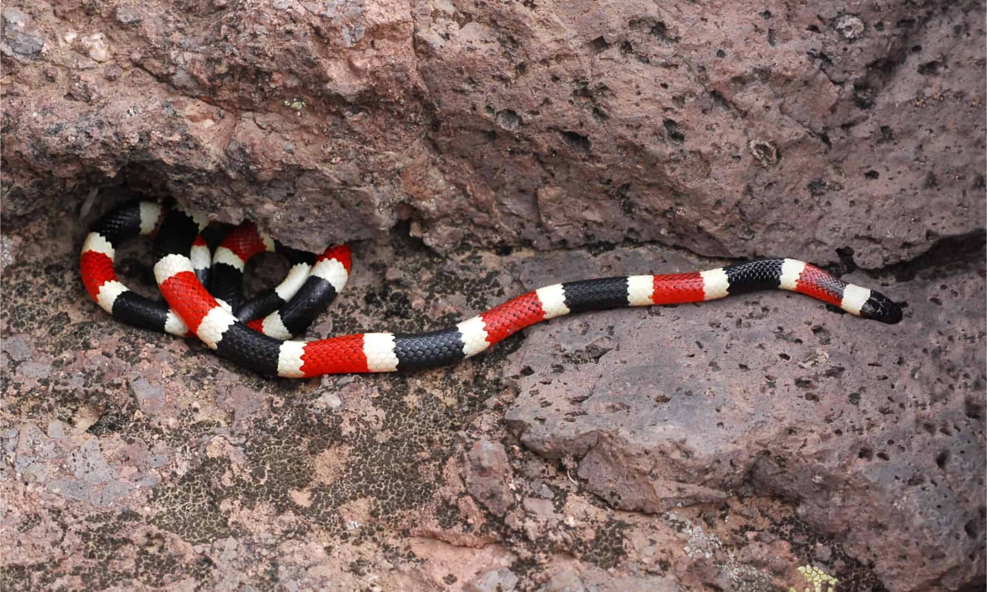 13-extraordinary-facts-about-arizona-coral-snake