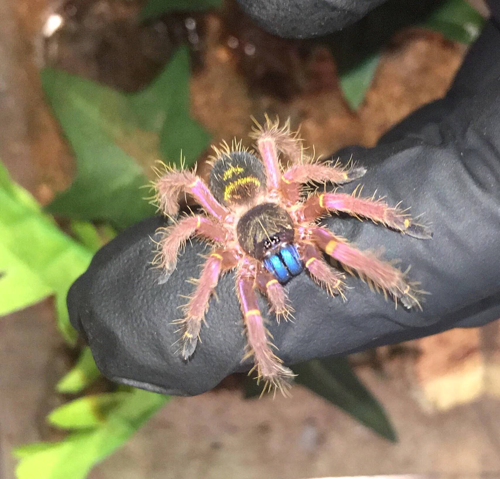 13-fascinating-facts-about-blue-fang-tarantula