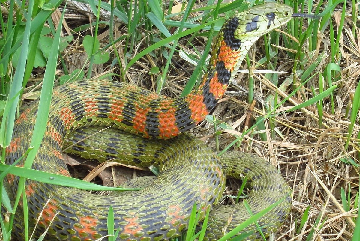 13-fascinating-facts-about-japanese-grass-viper